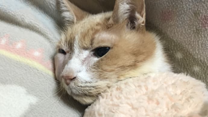 ミルちゃんの経過