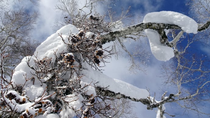 「樹雪山歩・函館七飯スノーパーク」⑥2025年3月8日