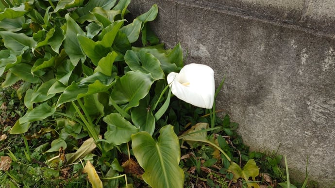 白なのにカラーの花plusアルファ