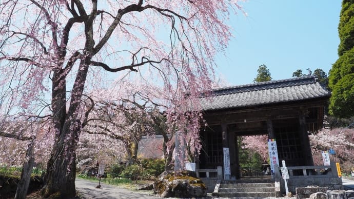 光前寺のしだれ桜
