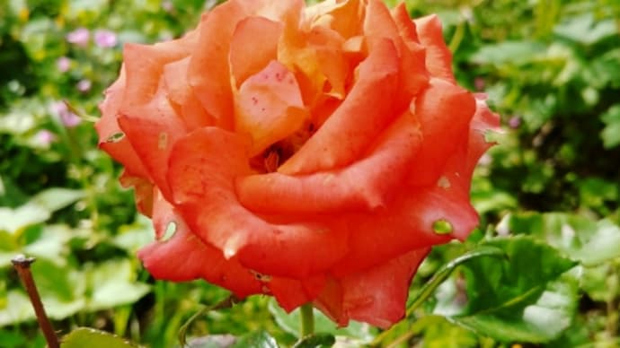 今日の薔薇🌹
