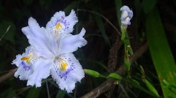 春の山野草～　シャガ　　　北丹沢の麓