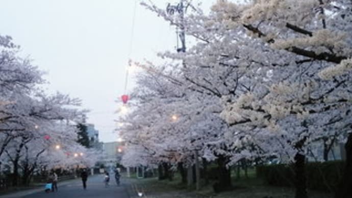 夜桜鑑賞に王子社宅桜どおりまで。