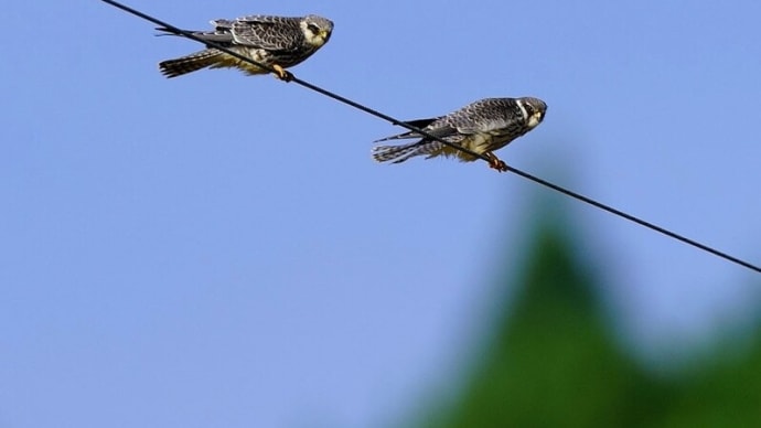 アカアシチョウゲンボウ 幼鳥