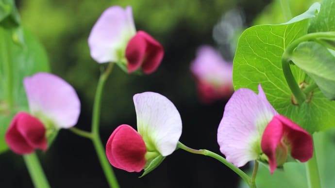 エニシダ、エンドウ、スウィートピー - マメ科の花たち