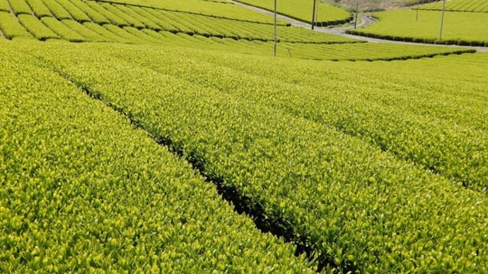 火剣山麓の新茶摘採風景