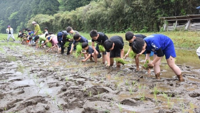 田植え体験