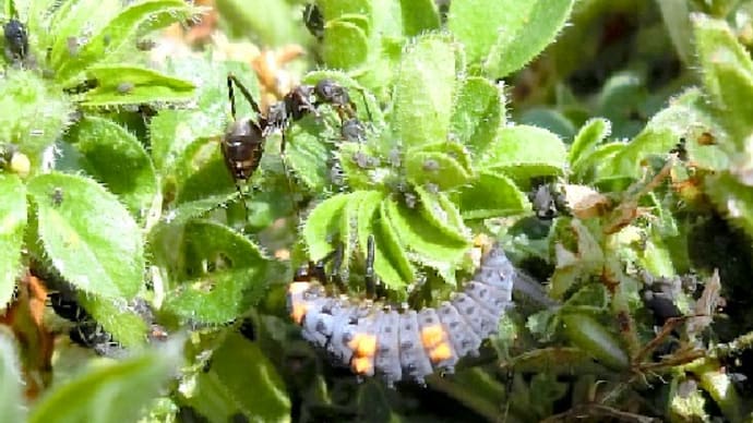 春だ虫さんも活動を始めた、ナナホシテントウムシの幼虫やキタテハが舞う。