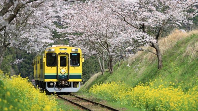 春爛漫 「いすみ鉄道」Ⅱ
