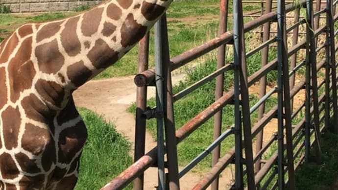 千葉市動物公園