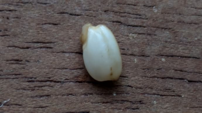 玄米浸水20時間で発芽!