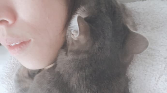 癒し猫