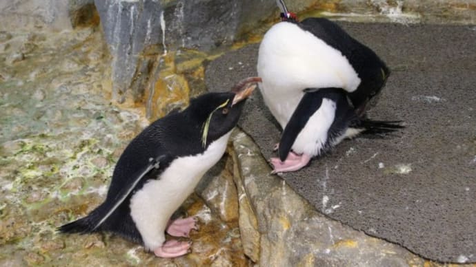 ペンギン仲良しペア