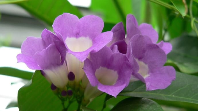 秋の花:ニンンクカズラ