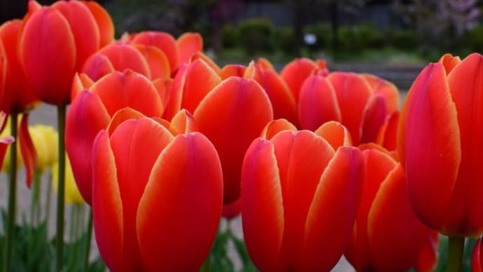 京都府立植物園のチューリップ