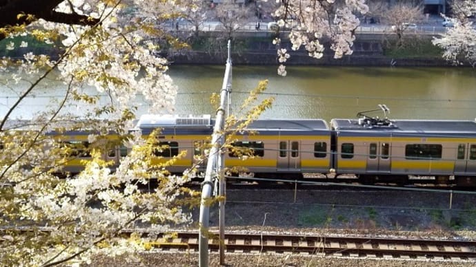 神楽坂周辺・’21桜「外濠公園」