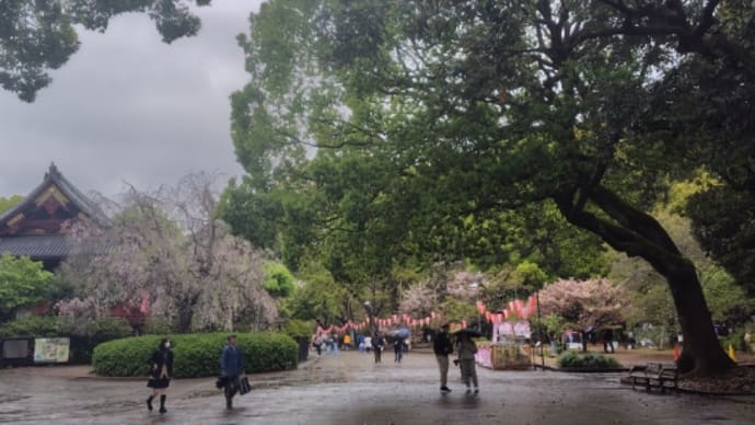 上野の桜もそろそろ終わりかな?