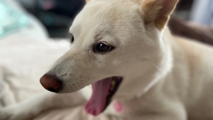 犬を洗うと雨が降る