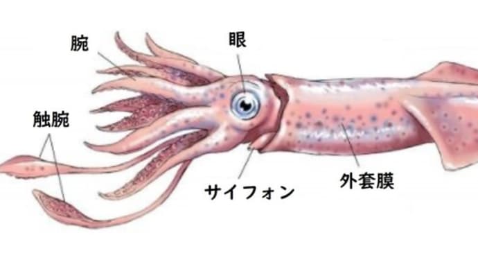 水中の動物たちの呼吸9