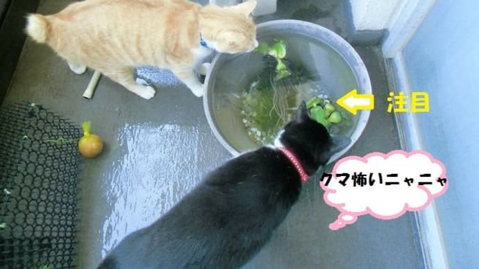 トラもメダカの赤ちゃん楽しみだニャ~ン😹