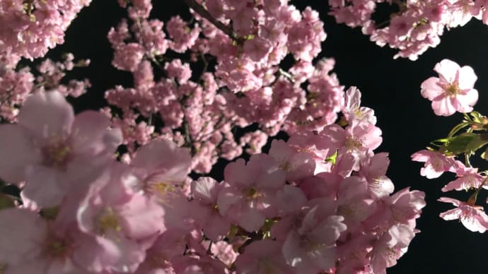 季節の変わり目!お肌がゆらぎがちな方にオススメなLISSAGEとは!
