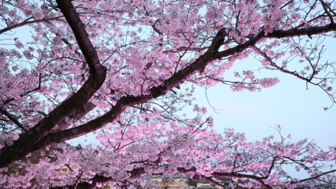 桜と花見客とのharmony…！