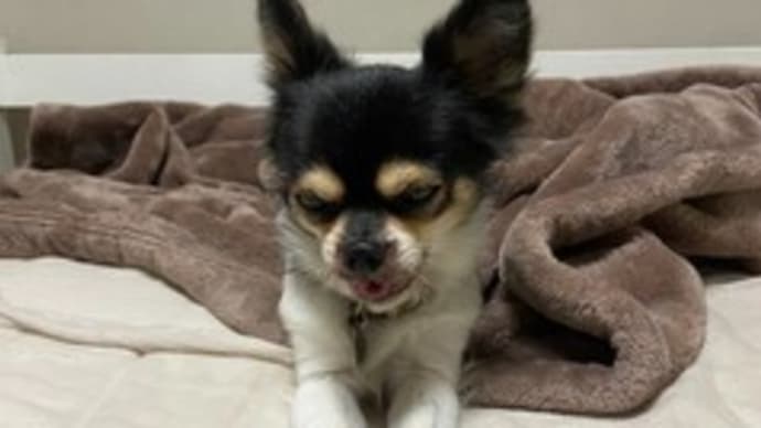保護犬チワワのソイはお姉ちゃんの僕