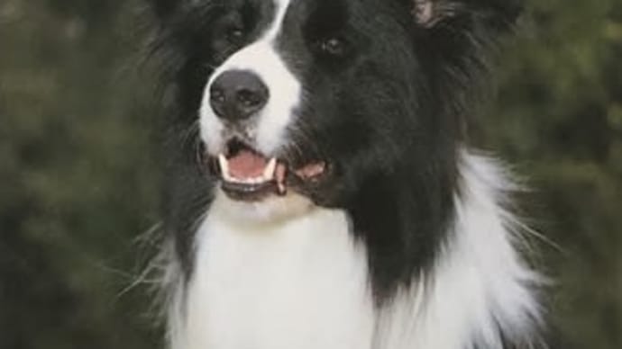 目が、逝っちゃってる💦この犬…