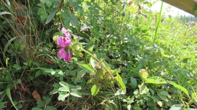 高ボッチ高原・鉢伏山の植物 トモエシオガマ(巴塩竃)
