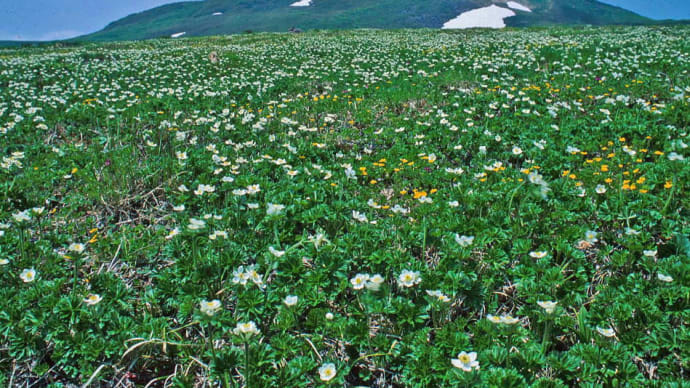 焼石岳で見た花の海(1)天国のお花畑編