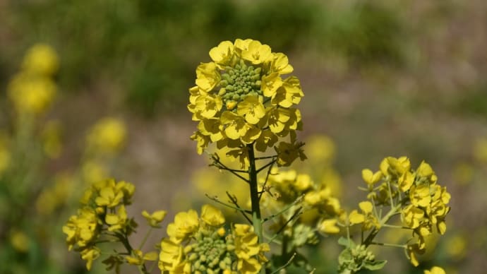 菜の花狩り 神奈川県湘南二宮 吾妻山・菜の花ウォッチング2022(2)富士山は・・・霞んでます