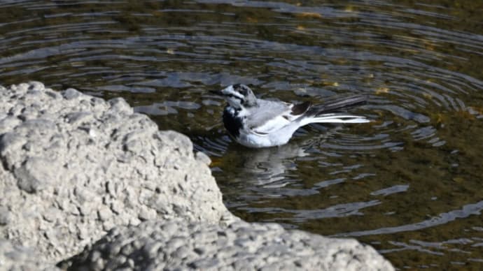 久しぶりに鳥撮り