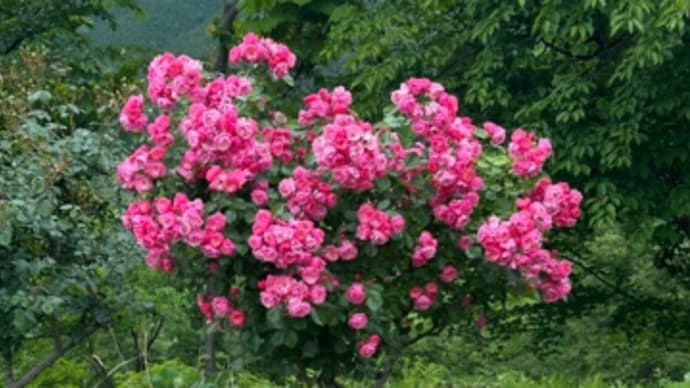 あれから1ヶ月