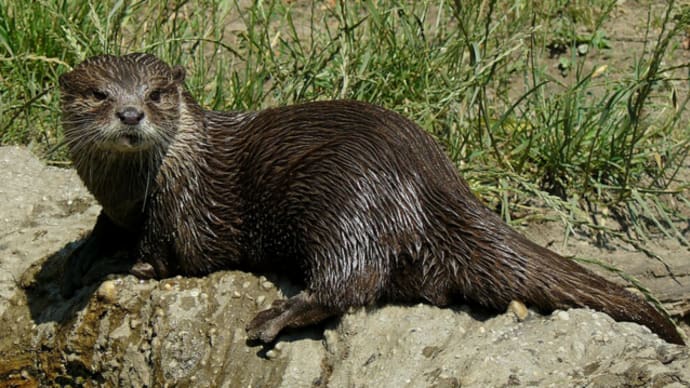 清水謙行が世界を旅するブログー絶滅危惧種