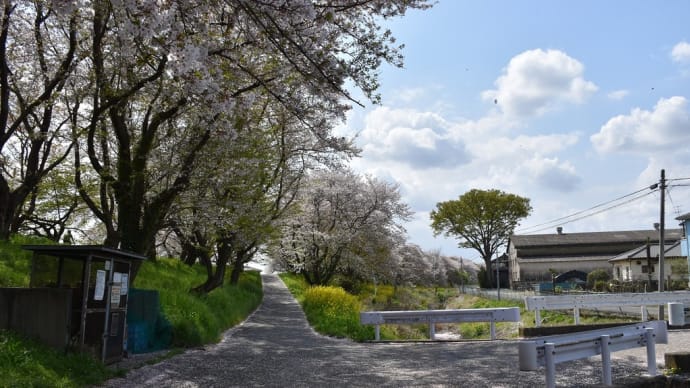 さくら狩り　埼玉県比企郡吉見町　さくら堤公園（7）さくら堤公園の端っこ