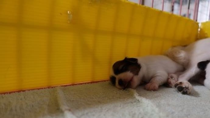 パピヨン・生後15日目