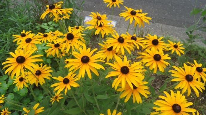 路傍の花 7月も終わり間近