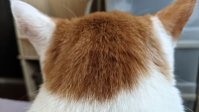 9月の猫たち