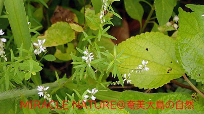 道端の小さな花:コバナヒメハギ