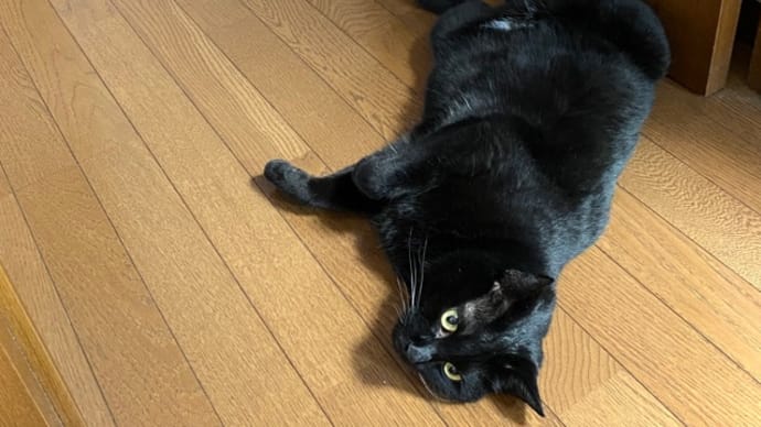 1階でもヘソ天トノ、白い毛玉は…いた!