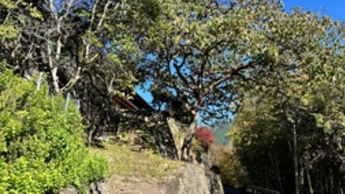 農園196(収穫)