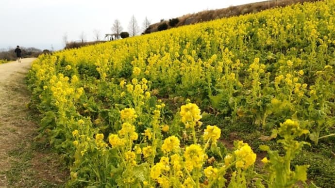 「あわじ花さじき」へ「早咲菜の花」を見にいきました