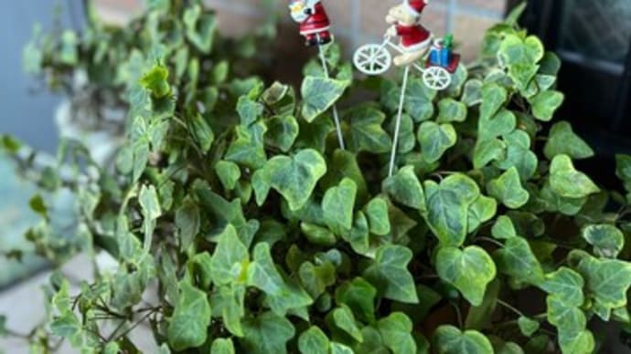 オーブのサロンもクリスマス☆