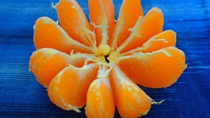 早生みかんの収穫終了と原点回帰