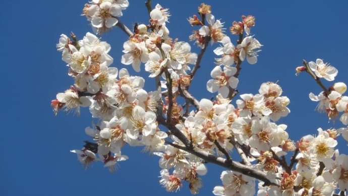 小梅の花も咲いている