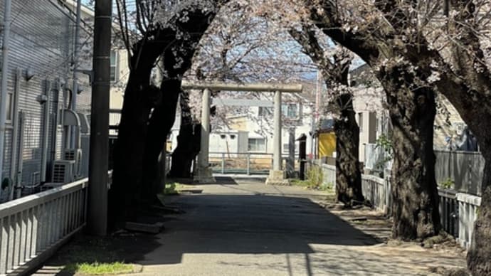 海老名弥生神社のさくら🌸2