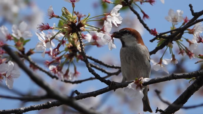 ニュウナイスズメ ~器用な花ラッパ~