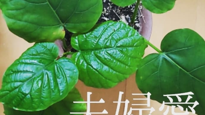 ウンベラータです💕オリンピック全国民で阻止🔥