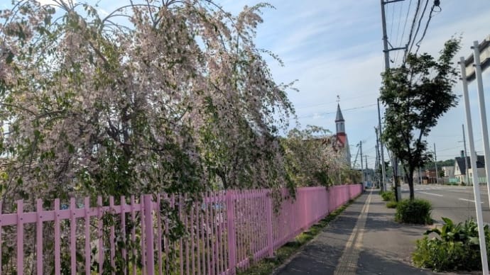 旭川 枝垂れ桜・八重桜・蝦夷山桜 2025年春