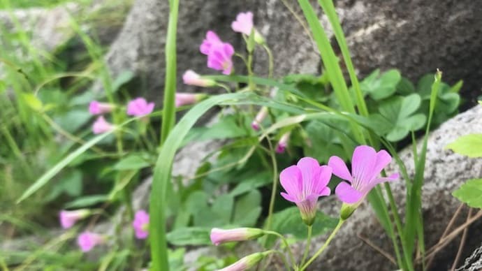 草花から刺激をもらって